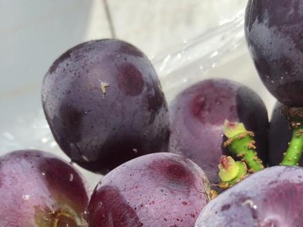 永辉生活买的葡萄🍇里面全是蛆虫,简直就是坑害消费者