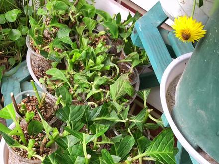 这个方法扦插繁殖成活率还是比较高的,想练手的学起来。我用的是4至6毫米的蛭石来扦插,插好浇透水用碟子加点水放在阴凉通风散射光线的地方就可以了#家庭养花 #养花人的乐趣 #扦插繁殖 #六一就是要快乐呀