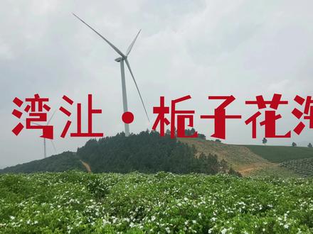 芜湖•漫山遍野栀子花海