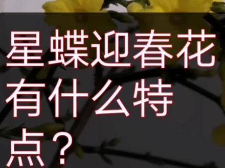 陆续更新更多迎春品种开花视频