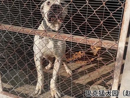 姚三马犬舍,堂客不在网友质疑,究竟他何去何从呀? #姚三马 #赵老板 #加纳利 #猛犬 #诺记