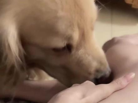 就这样从夏天舔到了冬天#金毛 #舔狗 #养宠人的治愈谁懂啊 #沙雕动物迷惑行为