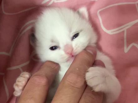 小猫是鸡翅包饭#小奶猫 #可爱