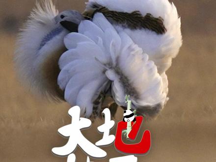 大鸨(bǎo)大宝,草原珍宝。 辽阔的科尔沁大草原上,平日里体态优雅的大鸨雄鸟们,突然换了一副面孔。它们用胸脯互相推挤、低头啄咬,上演着有趣的“摔跤”比赛,好似“鸨王争霸”。
#大鸨 是珍贵且古老的大型鸟类,栖息于广阔草原、半荒漠地带及农田草地。身披棕褐色带黑斑的“虎纹外套”让它们看上去威风凛凛,而大大的眼睛,褐色的虹膜又增添几分可爱。
然而,这份草原珍宝正面临着危机。大鸨已被列为濒危(EN)物种,是我国一级保护动物。每一次对它们的关注与了解,都是保护的开始。愿我们共同守护,让这道“虎纹”身影,永远在辽阔的天地间自由奔跑。#大地精灵 #野生动物零距离 #中国国家地理 #地理君带你发现中国