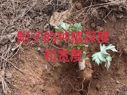 这个间隔是经过10多年的经验实践出来的哦 等10月份就可以挖了 #倪海厦 #附子#乌头 #中药材 #全民学中药