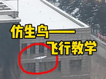 仿生鸟纸飞机 飞行#手工 #我要上热门