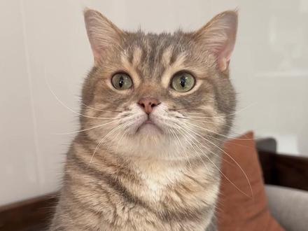很多听不懂潮汕话,咱们就国语交流! #猫把脉#老中咪 #猫咪互动方式 #萌宠出道计划 #猫咪和主人对话