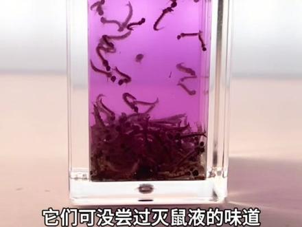 给一群蚊子的幼虫孑孓倒灭鼠液!会发生什么事? #蚊子幼虫 #孑孓 #害虫 #趣味实验