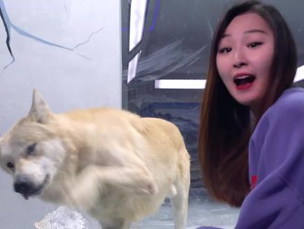 北极狼长得像二哈?礼貌:你狼吗?#北极狼 #狼和狗相遇 #科普