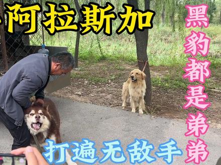 史上最牛的阿拉斯加,咬伤马犬打跑罗威纳,连“黑豹”都是弟弟! #黑豹 #马犬 #阿拉斯加 #大型犬 #罗威纳黑豹 #罗威纳 #罗威纳护卫犬
