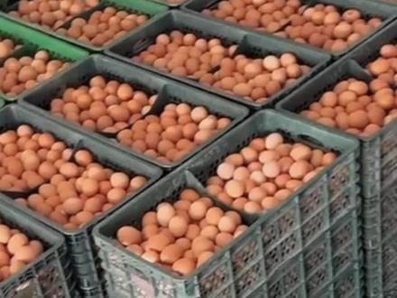 #鸡蛋价格 #养殖人 1月20日鸡蛋价格最新消息@抖音小助手