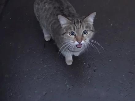 老祖宗那辈就流传下来的《相猫经》,教你6句口诀就能选到好猫 #猫咪 #相猫经 #萌宠 #铲屎官