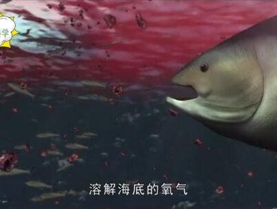 报应来了?日本爆发严重赤潮危机,大量海洋生物死亡,与乱排核污水有关吗?