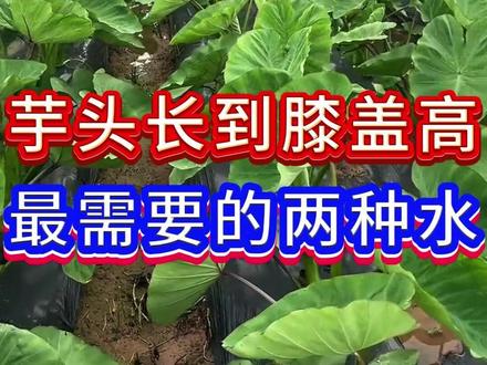 芋头长到膝盖高,最喜欢的两种水 #芋头 #芋头种植 #芋头管理 #芋头种植技术 #芋头高产