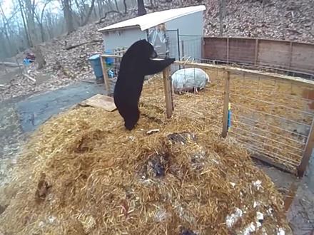 黑熊闯入家门,300斤肥猪勇敢击退黑熊,猪的求生欲望有多强?