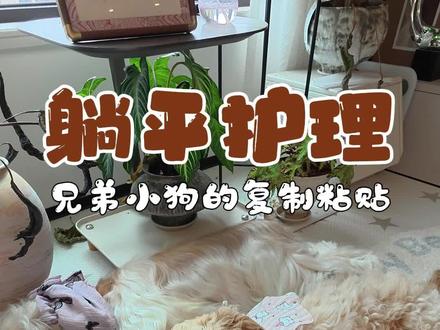 小狗会”躺平“人类超省心 长毛犬梳毛护理难?一招”躺平“解决护理难题#萌宠日常记录 #狗狗护理 #美卡 #小狗日记 #养狗小妙招