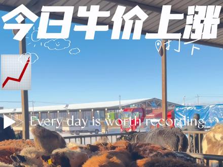 阿勒泰二牧场活畜交易市场周一实况!牛羊价格新鲜出炉~ 西门塔尔小公牛、带犊母牛、山羊公羊报价全透明,2026年牛羊肉价格持续回升,不管是养殖户出栏还是采购商备货,这份一线行情都能帮你少走弯路~ 评论区蹲具体报价,关注我持续更新北疆活畜行情!#阿勒泰牛羊 #活畜价格 #三农行情 #养殖干货