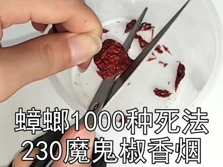 把辣椒做成烟丝,给蟑螂抽,蟑螂会咳嗽吗?