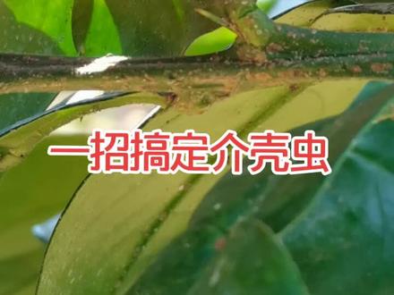 #平和琯溪蜜柚 #介壳虫怎么治 轻松治介壳虫