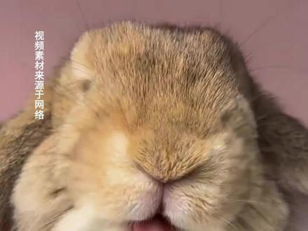 兔子怀孕的特征有哪些表现 #兔子 #兔子怀孕