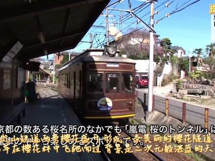 2026樱花预测第二弹赏花预测指南 日本赏花指南第二弹#日本 #日本旅游 #日本旅行 #日本赏花 #日本樱花