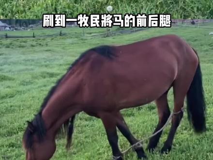 不绑腿的马,上午新疆吃草,下午巴黎吃法棍 #马 #绑腿 #动物解说 #大魔丸