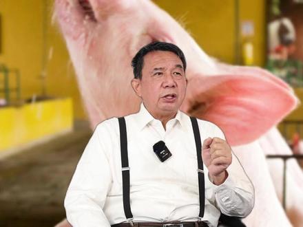 剪猪尾巴是为了求生? #剪猪尾巴 #剪猪尾巴有什么好处