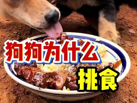 狗狗为什么挑食#狗狗#过年#新手养狗#驱虫 #萌宠出道计划