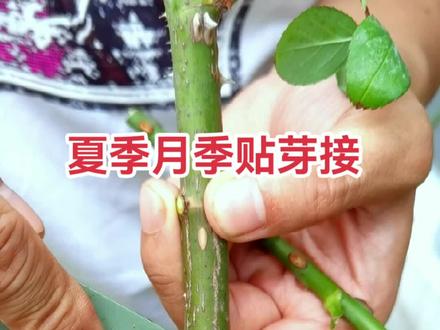 夏季月季贴芽接#嫁接技术 #技术分享 #三农 #知识分享
