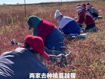 东北玉米事件停一停!一起种蔓越莓吧,一亩地顶100亩玉米的收益!#新鲜采摘 #三农 #秋天是收获的季节