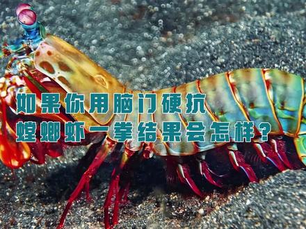如果你用脑门硬抗螳螂虾一拳,结果会怎样? #科普 #涨知识 #动物 #螳螂虾