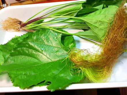 农村老人常喝的三宝茶,没想到作用这么厉害,好处拿钱都买不到 #玉米须 #车前草 #桑叶 #三宝茶 #车前草玉米须