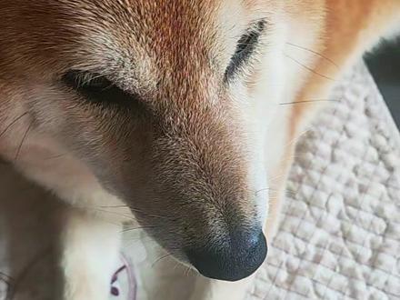 骚福瑞想干嘛#狗 #柴犬 #抽象#猎奇