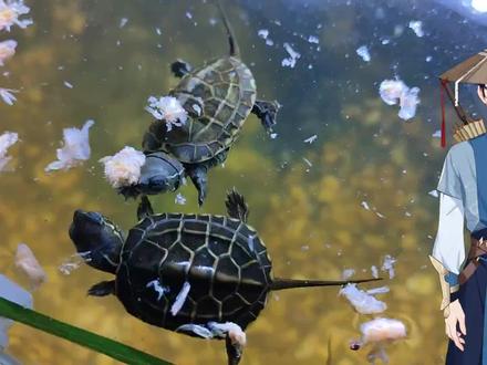 乌龟浮水是感冒肠胃炎?明白乌龟生病症状及判断方法,龟龟少送命