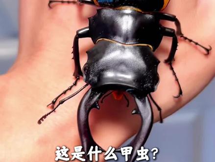 科普分享20种甲虫,你认识几种呢#甲虫