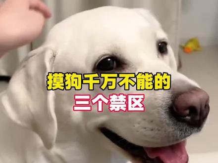 摸狗不能碰的三个禁区#养狗经验分享 #新手养狗 #养狗小技巧