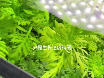 净水之王水罗兰#水草造景 #水草 #生态缸