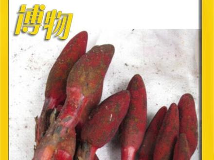 这是啥植物?能以形补形吗? #博物君的微科普 #蛇菰 #以形补形 #奇怪的知识增加了 #奇怪植物 @抖音青少年