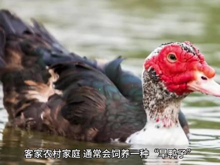 客家人常说的“番鸭”,你吃过吗?