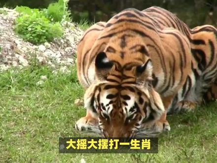 大摇大摆打一生肖! #内容启发搜索