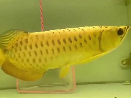 每日一家公司:金龙鱼