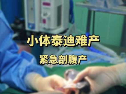 这条视频是完整的小体母犬剖腹产全过程,一分十五秒有惊喜哦…… 小体泰迪在家难产,紧急送往医院进行剖腹产,万幸母子平安!生育对于任何生物而言都是一道难过的鬼门关,听着小家伙清脆而有力的叫声,真的会喜极而泣,小家伙往后请平安健康的长大吧!#宠物医生 #泰迪 #狗狗剖腹产 #狗狗难产 #科学养宠攻略
