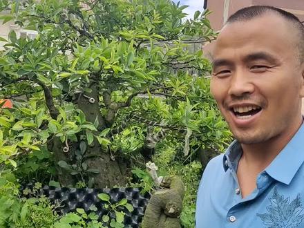 乔木和灌木乍区分?我这样说好懂吗?。。。。#上热门 #金弹子 #精品盆景