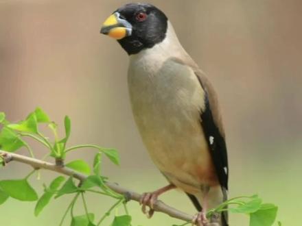 #神奇动物在抖音 #黑尾蜡嘴雀 #鸟窝