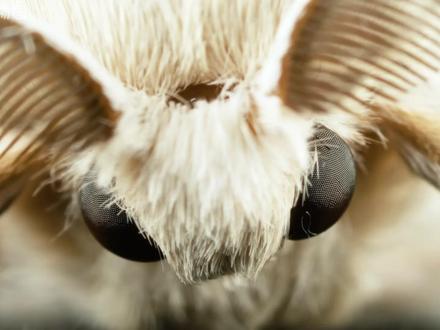 你养过这些小可爱吗 你养过这些小可爱吗#动物世界 #动物独白 #动物科普 #青年创作者成长计划