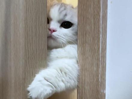 是声带被肉肉挤了吗?#百利高蛋白猫粮 #百利猫粮 #天然百利