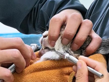 为什么有的兔子会去医院磨牙#科学养兔 #兔子磨牙