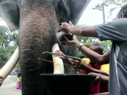 人们果断割掉大象的牙齿,看似残忍,却是为了帮它“保命”? #奇闻 #猎奇 #象牙 #动物世界