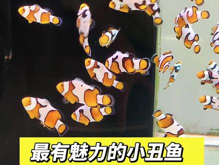 因为纹路都是别具一格的,所以说它们有魅力吧!而且这些年,毕加索的市场价格也一直很坚挺!#小丑鱼 #海缸 #海水鱼
