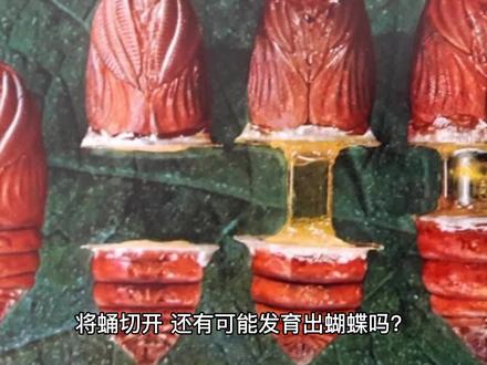 将蛹切开,还有可能发育出蝴蝶吗?(第一期)#每天跟我涨知识 #科普